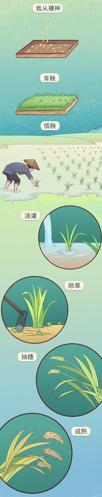 長條漫畫《一粒米的旅程》