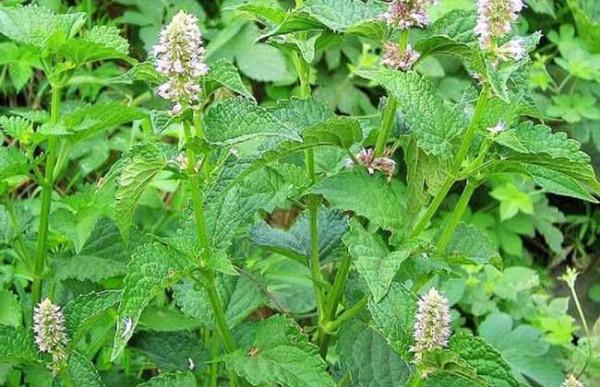 3種以臭聞名的野菜，聞著臭，吃著香，用來配菜是一絕，作用很大