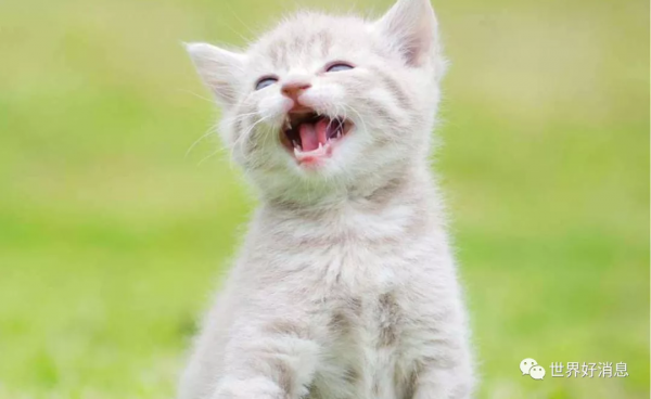 100 萬人的新研究：幸福能讓你更成功？