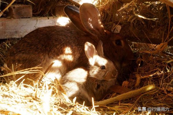 農村小夥買下80只草原兔,在野外散養3年賺35萬元,看有啥秘訣 農村小夥買下80只草原兔,在野外散養3年賺35萬元,看有啥秘訣