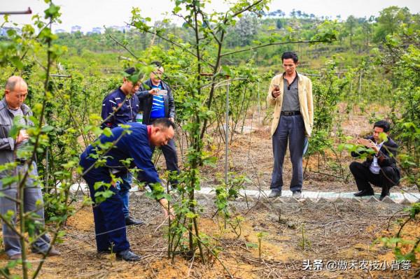 哪些肥料混用後容易&OpenCurlyDoubleQuote;起衝突&rdquo;，哪些肥料混用後能做&OpenCurlyDoubleQuote;好朋友&rdquo;？