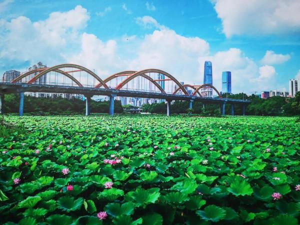 彩虹橋下蓮正旺