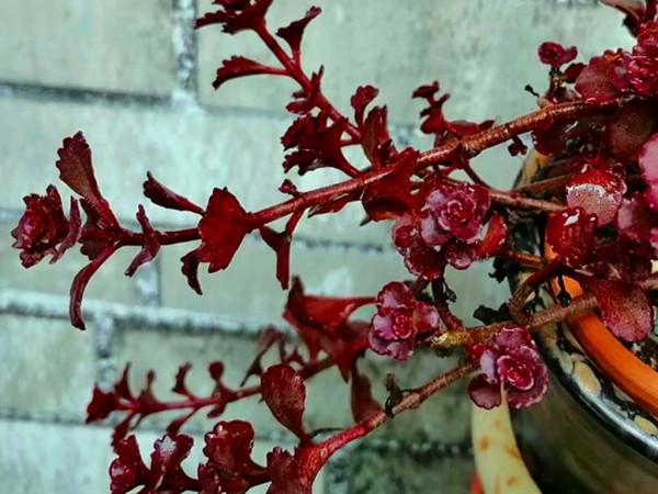 十月，不再為落花悲傷，因為有多肉綻放光芒，十月的多肉要這樣養