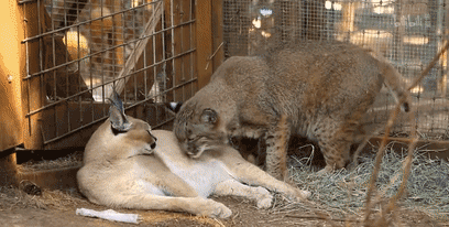 這隻貓天天和貓頭鷹幹架,卻打出了一段黑白配神仙友情 這隻貓天天和貓頭鷹幹架,卻打出了一段黑白配神仙友情