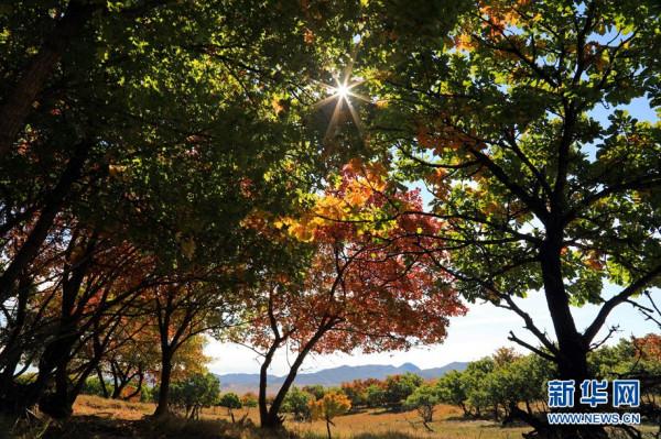 金秋十月“楓”景如畫 金秋十月“楓”景如畫