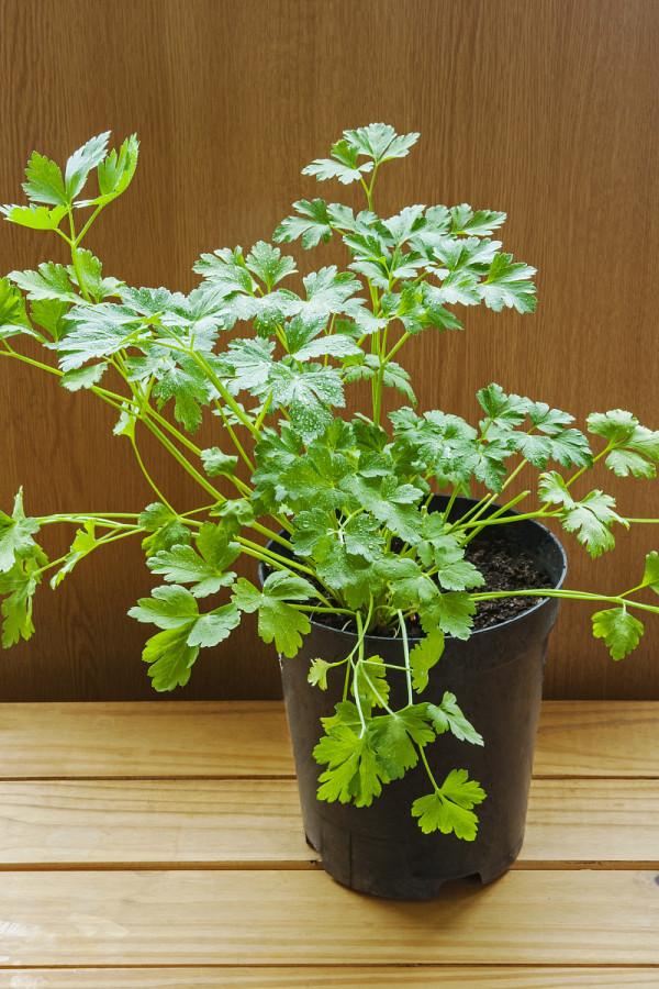 吃剩的青菜根，埋進花盆裡，澆點水，冒出小菜園，半年摘不完