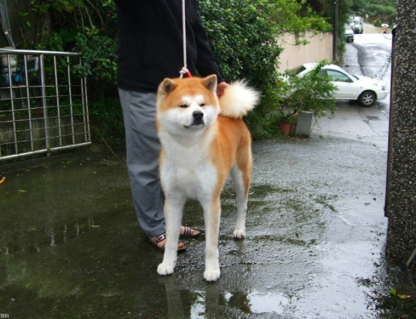 秋田犬不擅表達，但這些肢體語言，是在偷偷愛著你