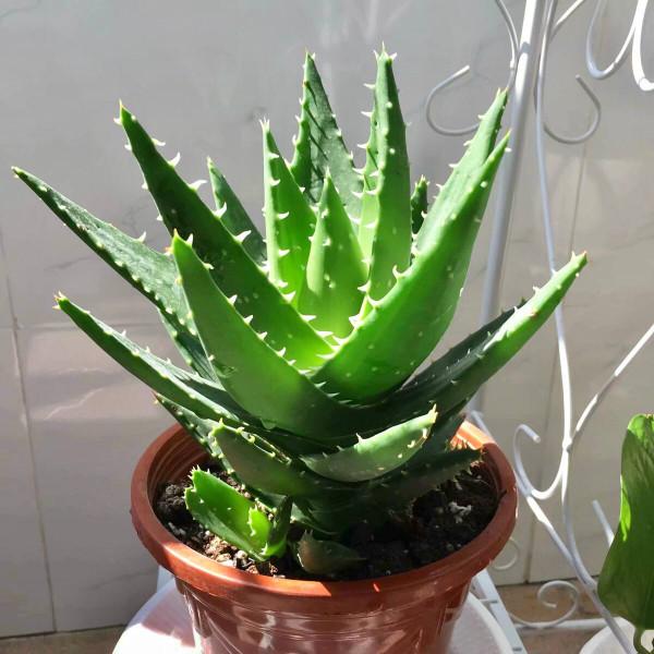 5種“養人”的健康花,家裡養一盆,淨化空氣養身體 5種“養人”的健康花,家裡養一盆,淨化空氣養身體