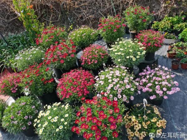 7種花現在剪一刀，剃個小平頭，滿盆冒新葉子