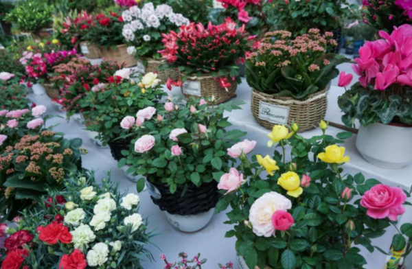 你喜歡逛花市嗎?教你5個“撿漏”技巧,不僅省錢還有可能不花錢 你喜歡逛花市嗎?教你5個“撿漏”技巧,不僅省錢還有可能不花錢
