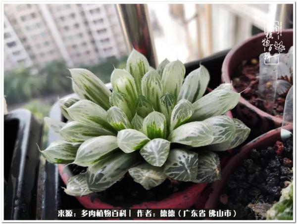 廣東的多肉陽臺:生命不息,折騰不止 廣東的多肉陽臺:生命不息,折騰不止