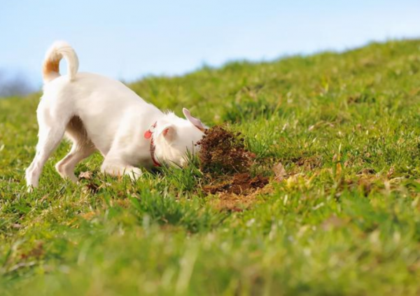 狗狗寫給主人的一封信:我患有異食癖了,你沒留意到嗎 狗狗寫給主人的一封信:我患有異食癖了,你沒留意到嗎