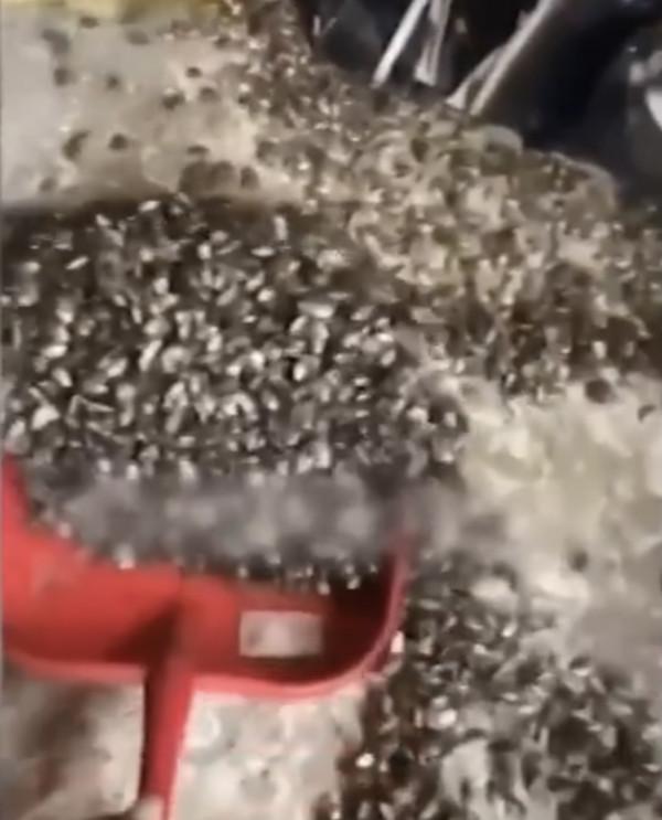 幾百塊錢一斤?俄羅斯遭大規模“臭屁蟲”入侵!網友:味道不錯 幾百塊錢一斤?俄羅斯遭大規模“臭屁蟲”入侵!網友:味道不錯