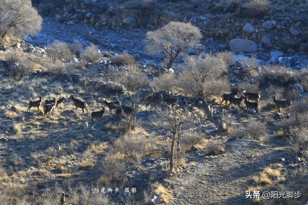 賀蘭山一棵松賀蘭礦大寺溝U型穿越