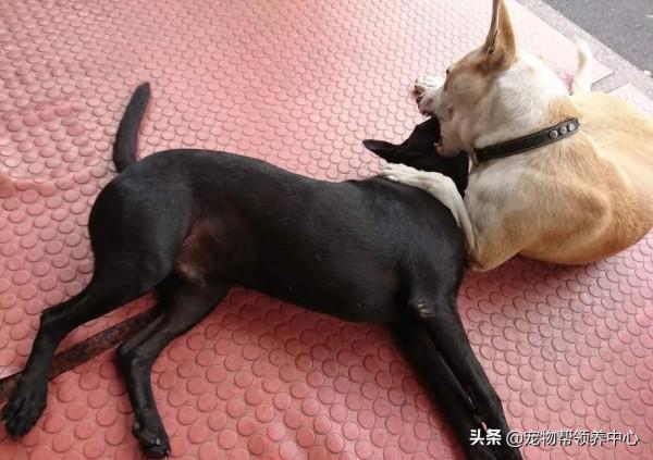 主人給狗狗洗腦吃“烤肉”,最終狗狗忍無可忍把同伴看作“烤肉” 主人給狗狗洗腦吃“烤肉”,最終狗狗忍無可忍把同伴看作“烤肉”