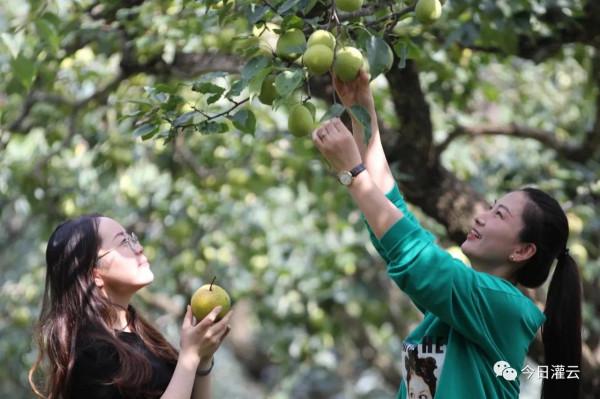灌雲縣伊甸園：“豐”景這邊獨好