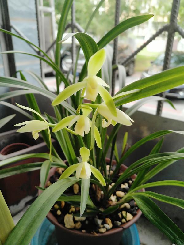 16種耐陰花，就算陽光不足，也能年年生長、開花