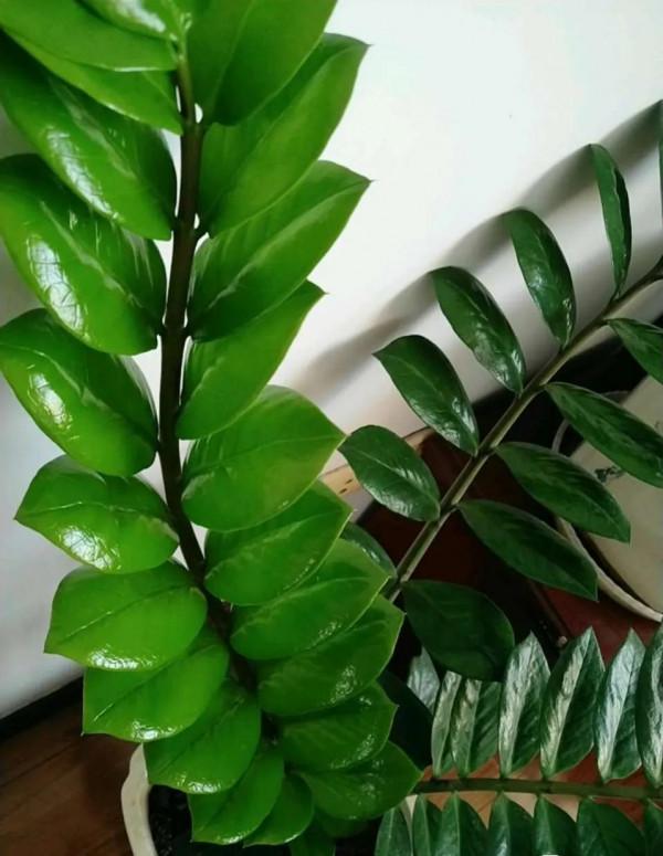 金錢樹盆裡扔一勺粉末，一次冒10個嫩芽，清秀挺拔，碧綠閃亮