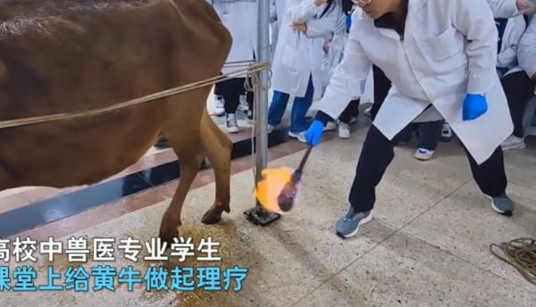 獸醫老師示範給牛做理療，一旁的學生十分投入：這牛也太享受了