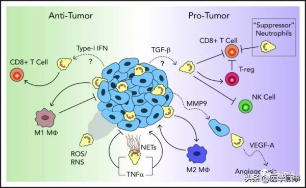 中性粒細胞：腫瘤的雙刃劍？