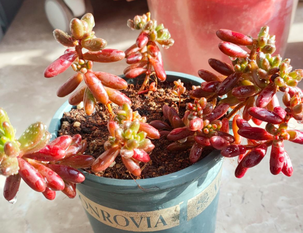 5個養花好習慣，堅持做下去，啥花都能養爆盆