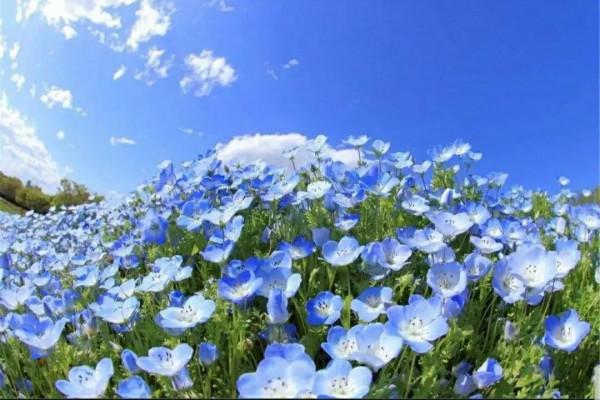 走進藍色海洋,你就是女王!嬰兒的蘭眼睛—喜林草。挺住,別迷路 走進藍色海洋,你就是女王!嬰兒的蘭眼睛—喜林草。挺住,別迷路