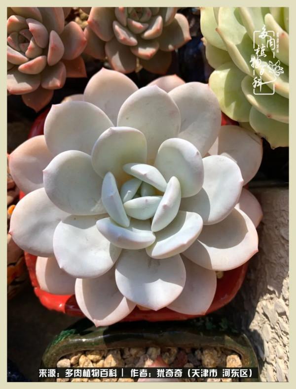 養多肉,累並快樂著!美好的事物,需要與大家分享 養多肉,累並快樂著!美好的事物,需要與大家分享