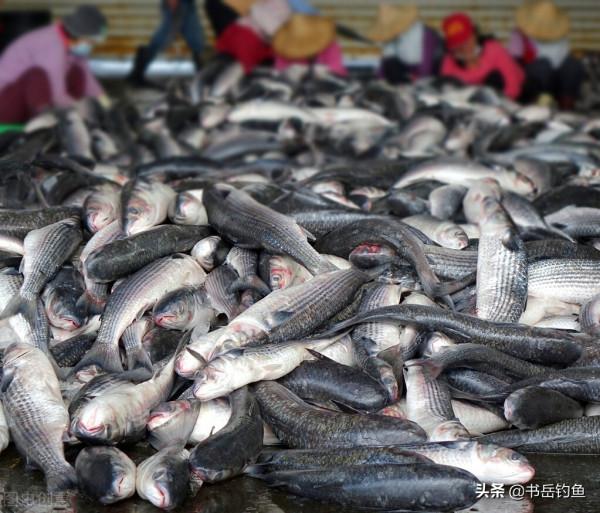 生鮮餌真的好用嗎？水產研究生說出其中蹊蹺！用過的釣友都有同感