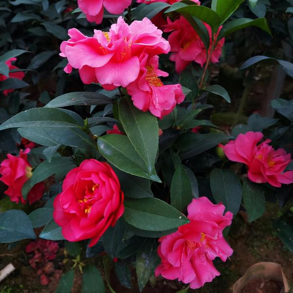 豔麗的新品種—四季山茶花