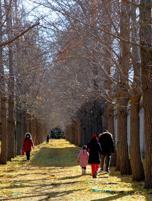 一場風雪,北京釣魚臺鋪就“金色大道” 一場風雪,北京釣魚臺鋪就“金色大道”