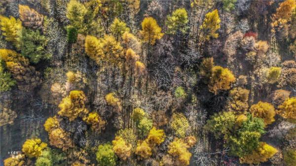 本溪有一個可以自駕遊覽的景區，觀賞紅葉絕美，今年秋天不能錯過