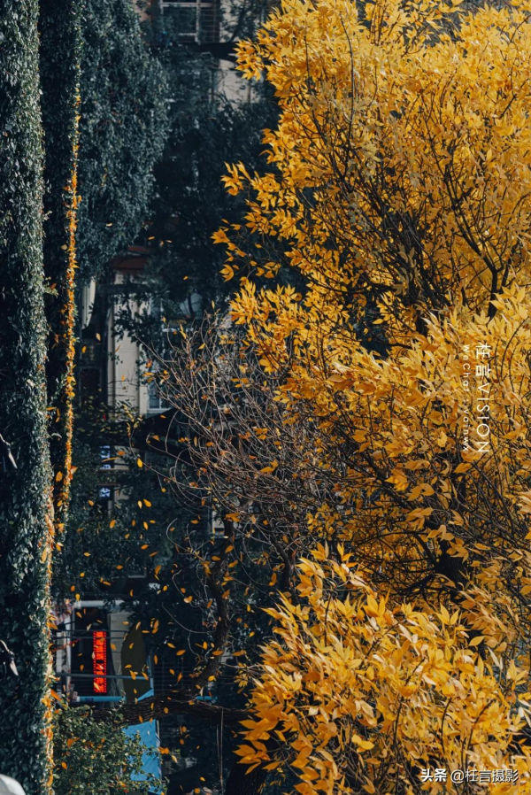 深秋在哪裡 深秋在哪裡