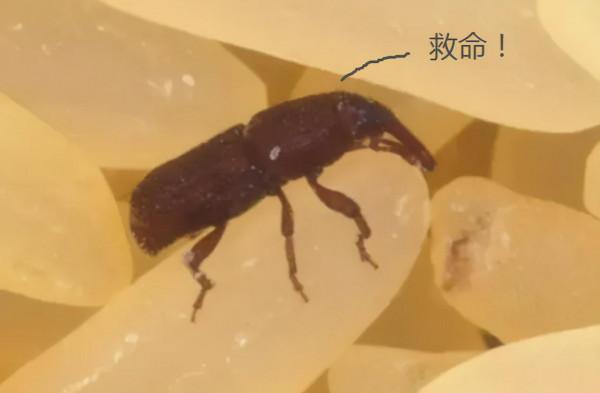 米長了蟲，要拿到太陽下曬曬？正確做法有4招，快回家試試