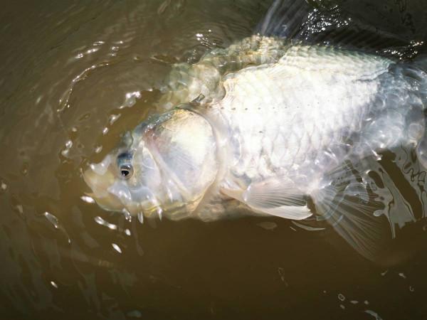 這真不是我吹，我能無鉤釣魚，大家夥兒信不信？