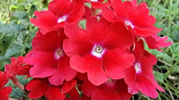 國慶節來龍潭公園賞花 國慶節來龍潭公園賞花