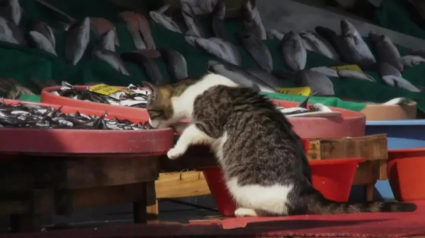 偶遇路中央喝水的流浪貓，大叔停車等候，畫面過暖