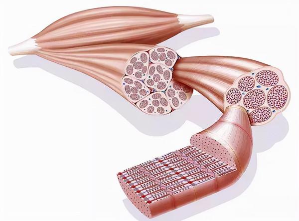 脆肉鯇魚，脆肉羅非，蠶豆脆化的機理和危害