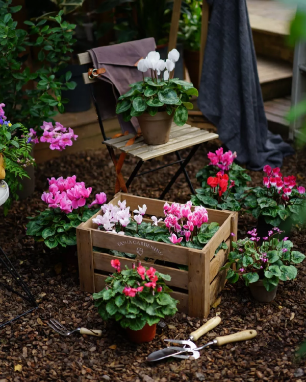 花園植物小百科 | 你的花園到底適合種什麼植物？對症下藥是關鍵