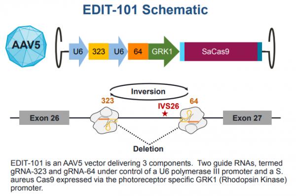 觀察｜張鋒公司體內基因編輯療法初步結果公佈，緣何股價暴跌