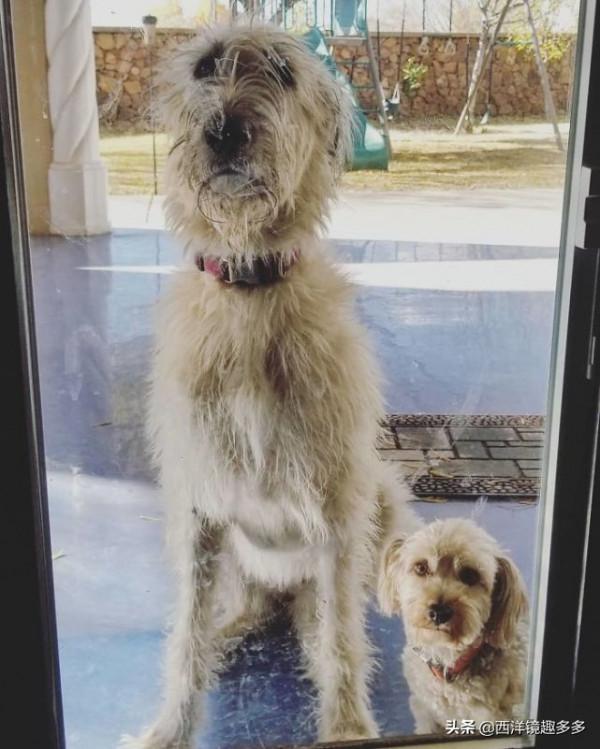 名字兇悍,個頭巨大,日常逗比,愛爾蘭獵狼犬是種怎麼樣的存在? 名字兇悍,個頭巨大,日常逗比,愛爾蘭獵狼犬是種怎麼樣的存在?