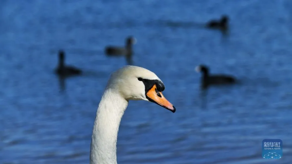 生態美丨天鵝之戀