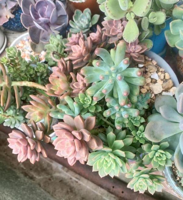 多肉生長的季節又到了