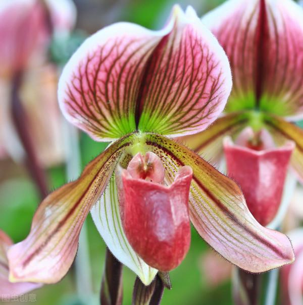 拖鞋蘭又稱兜蘭