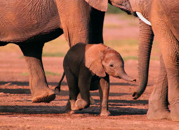 現實版的《侏羅紀公園》即將上演?長毛象真的會復活嗎? 現實版的《侏羅紀公園》即將上演?長毛象真的會復活嗎?