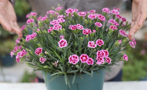 移栽花卉時,有4件事必須做,而有3件事不宜動,盆栽植株成活率高 移栽花卉時,有4件事必須做,而有3件事不宜動,盆栽植株成活率高