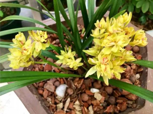 “18種”勤花勤苗的蘭花，價格不貴好養活，香味濃郁開品漂亮