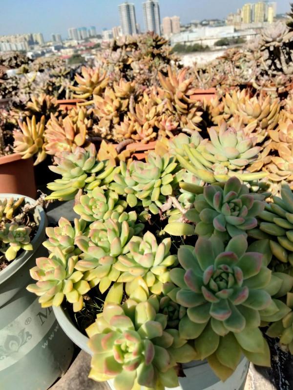 我的多肉在冬天也萌萌的