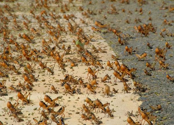 聊齋故事:陶縣令設宴待蝗神,綠衣秀才洩露天機遭報復 聊齋故事:陶縣令設宴待蝗神,綠衣秀才洩露天機遭報復