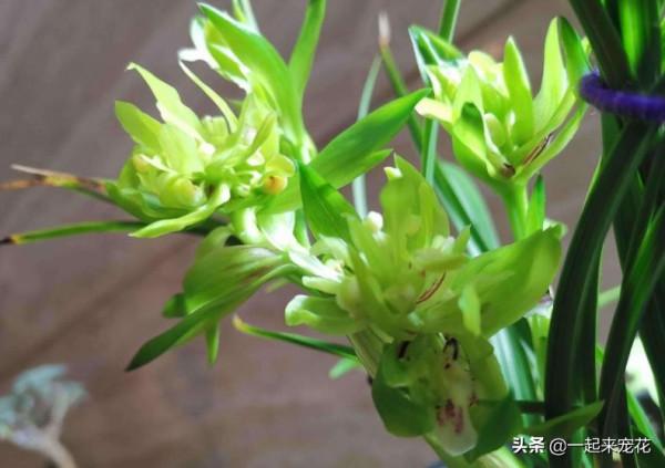 陽臺別再用來堆雜物，養一株漂亮春蘭，香味濃郁顏值高，適合新手