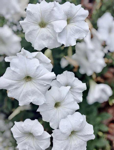 花壇皇后矮牽牛，五彩斑斕飲露秋